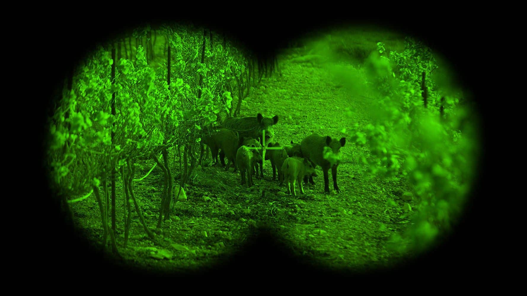 Can You Use Night Vision Binoculars During the Day?