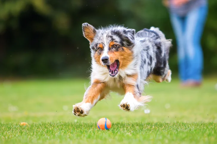 The Importance of Regular Exercise for Your Pet’s Health: Tips and Tricks