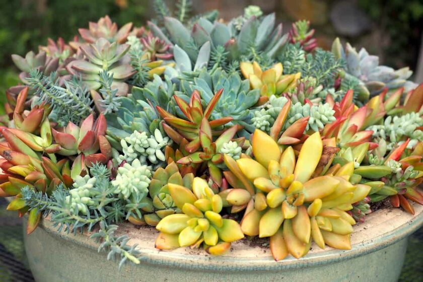 Succulents that turn to yellow and you should have