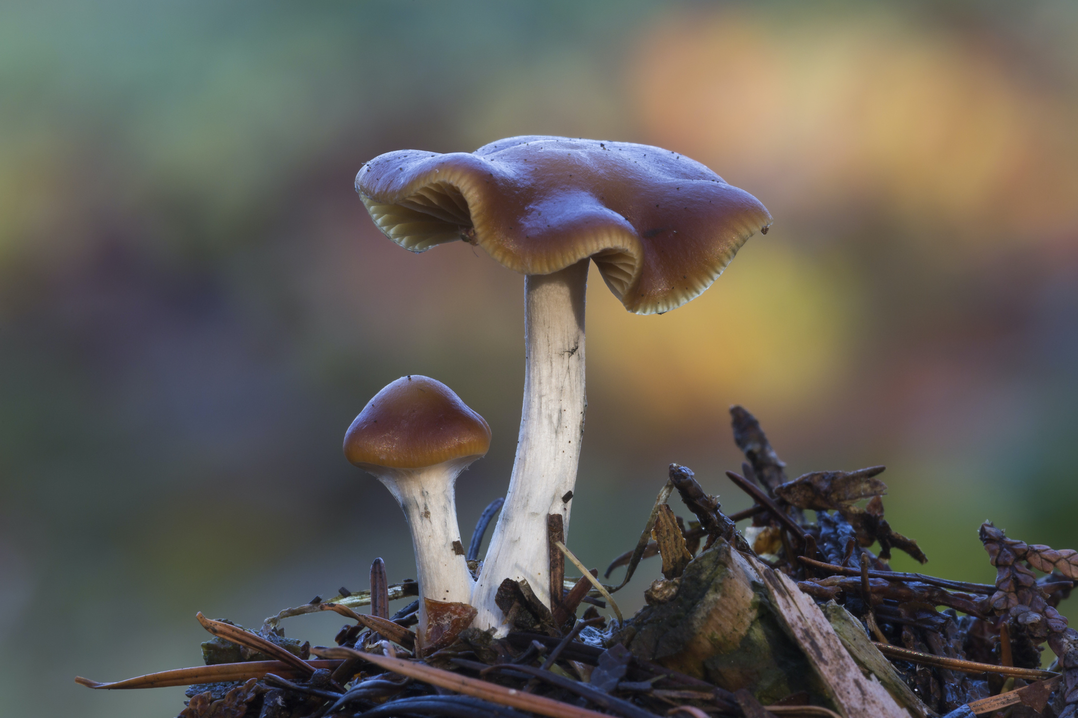 Decoding Potency: Factors Influencing the Strength and Quality of Magic Mushrooms
