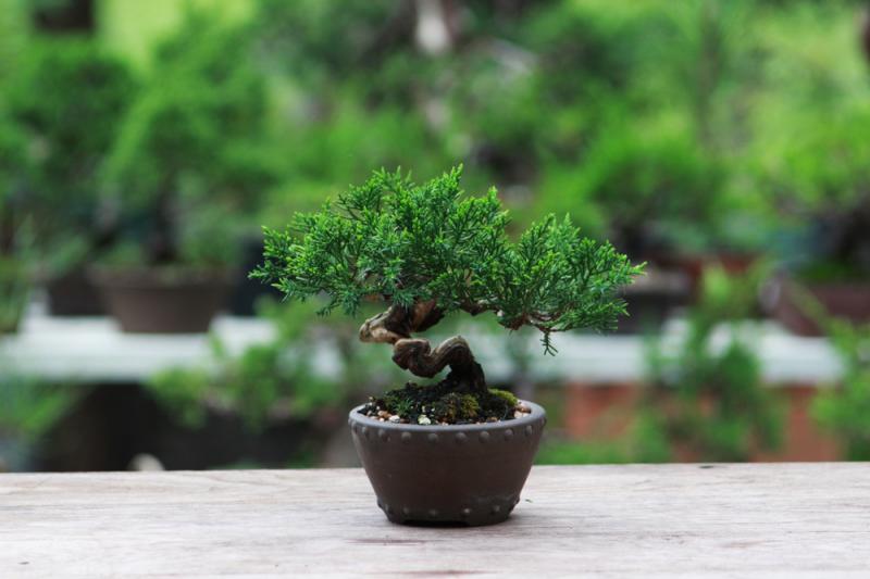 Top 5 Unique Ways To Decorate Your Home With Bonsai Plants